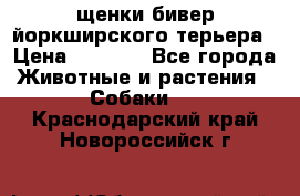 щенки бивер йоркширского терьера › Цена ­ 8 000 - Все города Животные и растения » Собаки   . Краснодарский край,Новороссийск г.